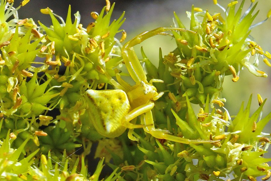 Ragno su Petrosedum sediforme: Thomisus onustus - Sardegna centro-orient. (OG)